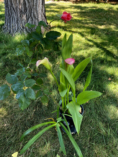 2023-07-21-3plants5