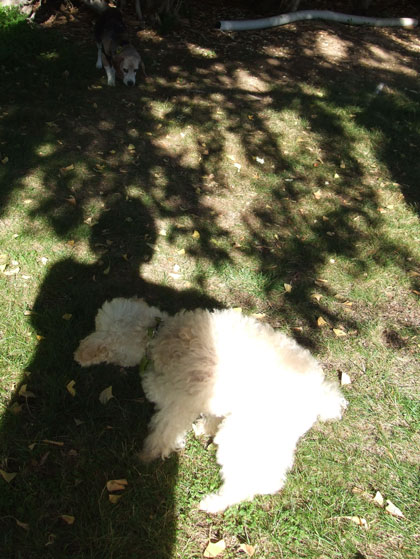 2015-10-25-chibikona2