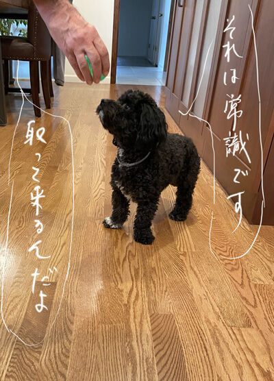 2021-12-15-oreo1