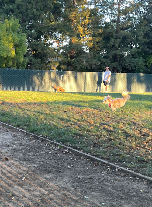 2025-10-20-dogs3