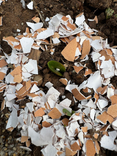 2024-12-07-eggshell5