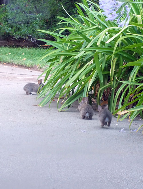 2018-11-26-rabbits