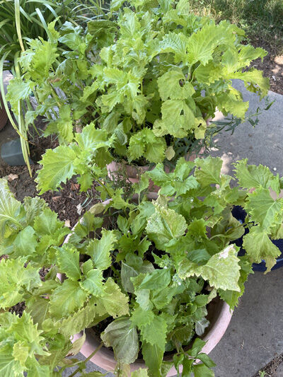 2023-07-04-shiso4