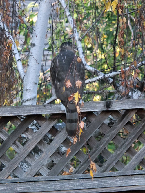 2018-11-26-hawk1