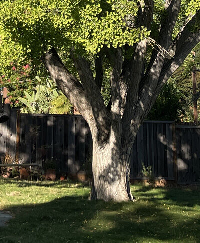 2023-10-26-tree3