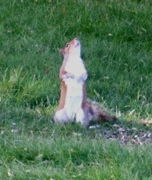 2015-05-08-squarrel1