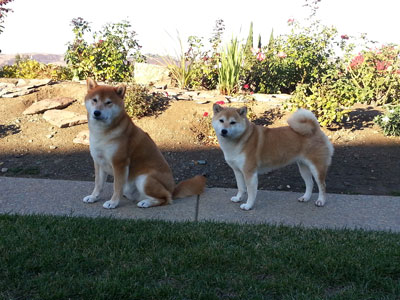 2013-11-17-shiba