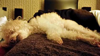 2015-01-23-chibi1