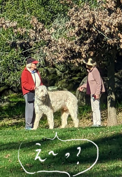 2023-01-23-irishwolfhound2