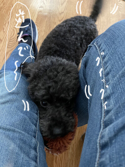2023-10-12-oreo1