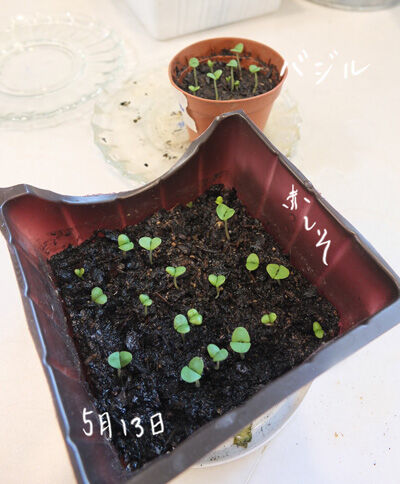 2020-05-15-seeds3