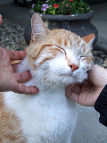 2013-06-15-cat