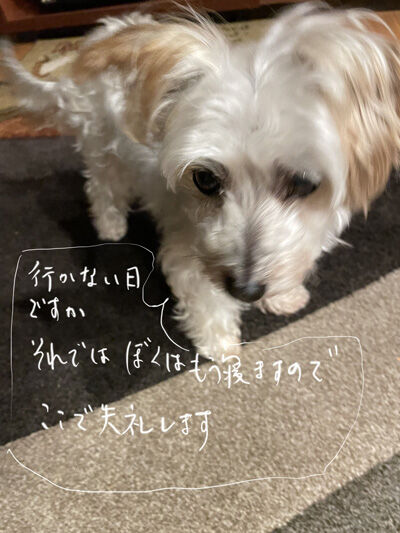 2021-11-13-rasta2