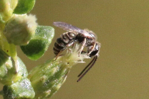 2026-10-01-coyotebrush6