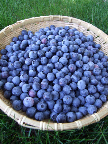 2016-05-17-blueberry20163