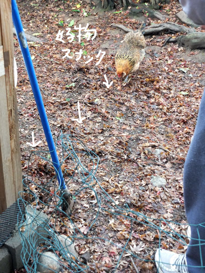 2019-12-26-hen3