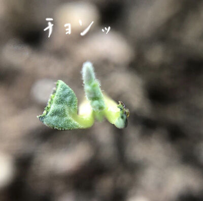 2023-03-06-lupin4