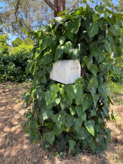 2024-12-23-mailbox2