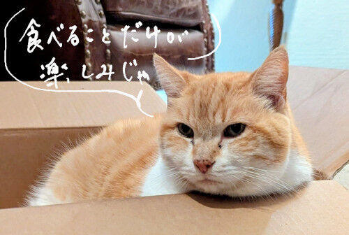 2026-01-04-catfood1