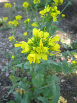 2010_02_15_mustardplantr
