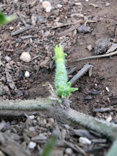 2020-09-06-cucumber3