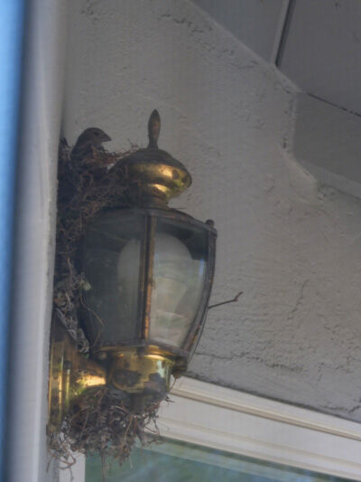 2021-05-20-nest6