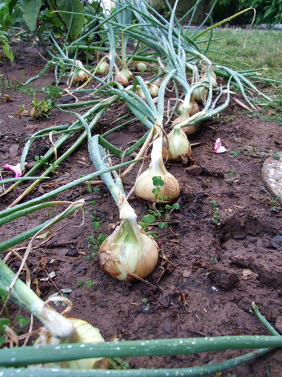 2013-07-22-onions