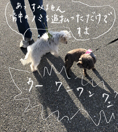 2022-05-22-dog6