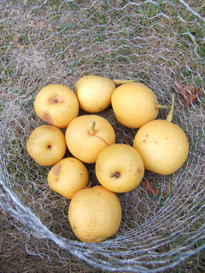 2015-09-16-pears