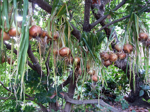 2012_08_26-onionshanging