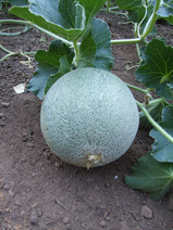 2010_10_14_meloncloseup