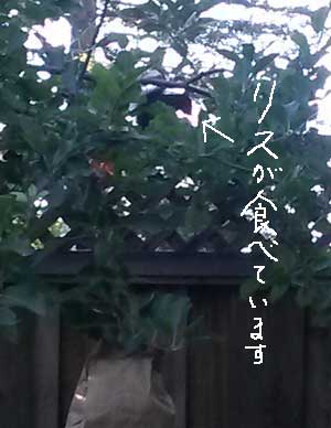 2014-07-15-squarrel