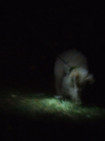 2015-10-01-chibitv1