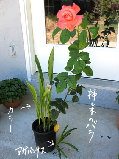 2022-07-28-rose1
