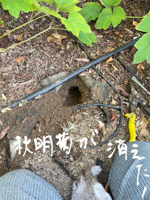 2025-11-26-gopher1
