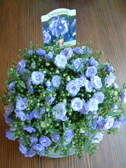 Campanula