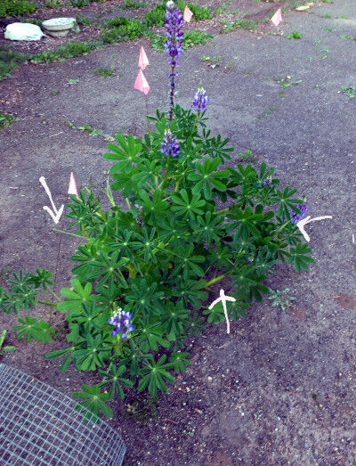 2026-03-25-lupine2