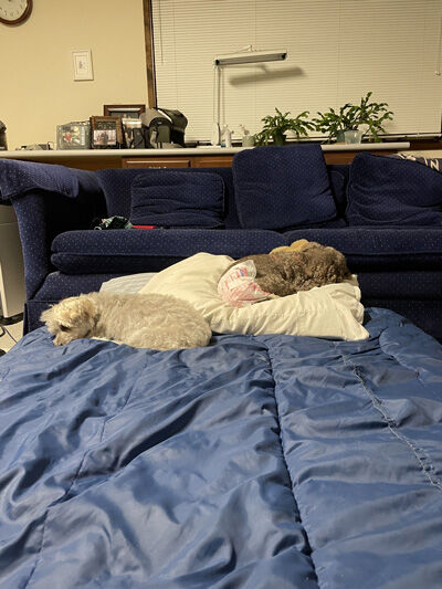 2022-08-23-dogs2