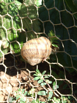 2012_08_27-snail3