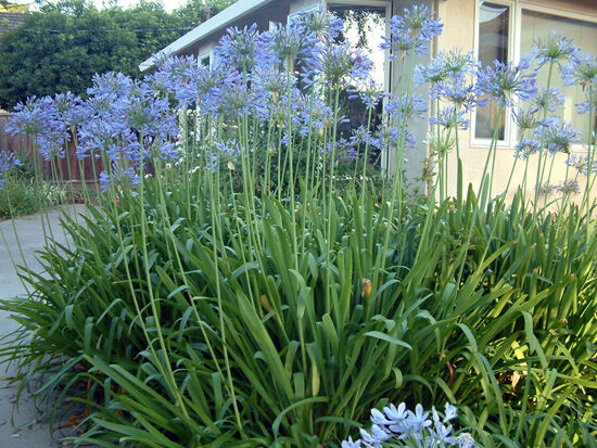 2021-09-25-agapanthus2