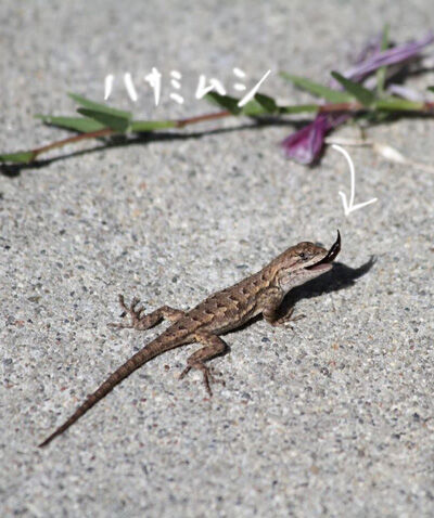 2021-10-05-lizard2