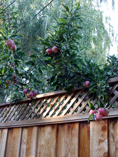 2011_09_30_hanging