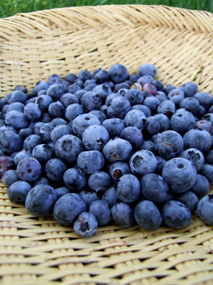 2013-06-04-blueberries1