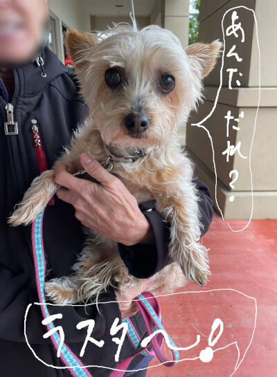 2024-11-25-silkyterrier