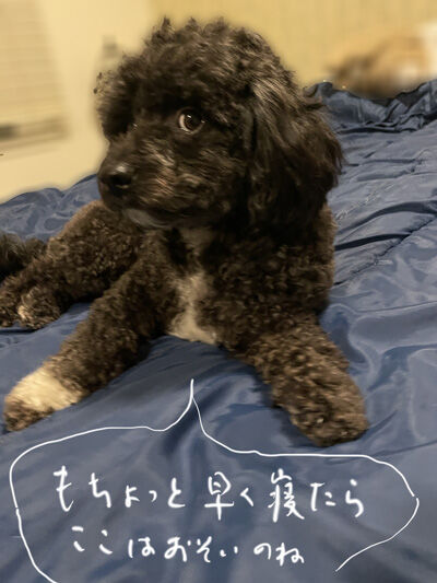 2023-10-02-oreo1