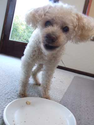 2014-03-14-chibitoast5