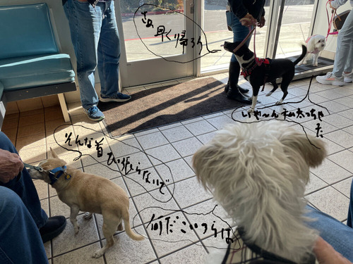 2024-11-11-dogs