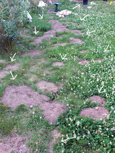 2019-06-21-yard3