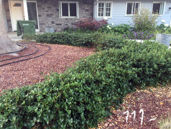 2021-06-28-yard