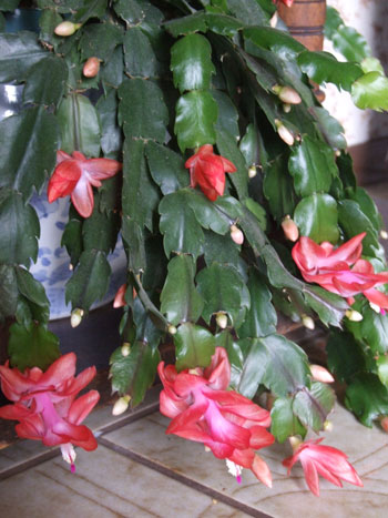 2011_12_12_xmascactus